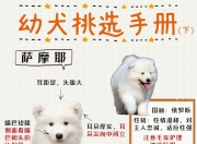 新手养狗基础知识全攻略(推荐：新手养狗和养狗必知的知识集合)