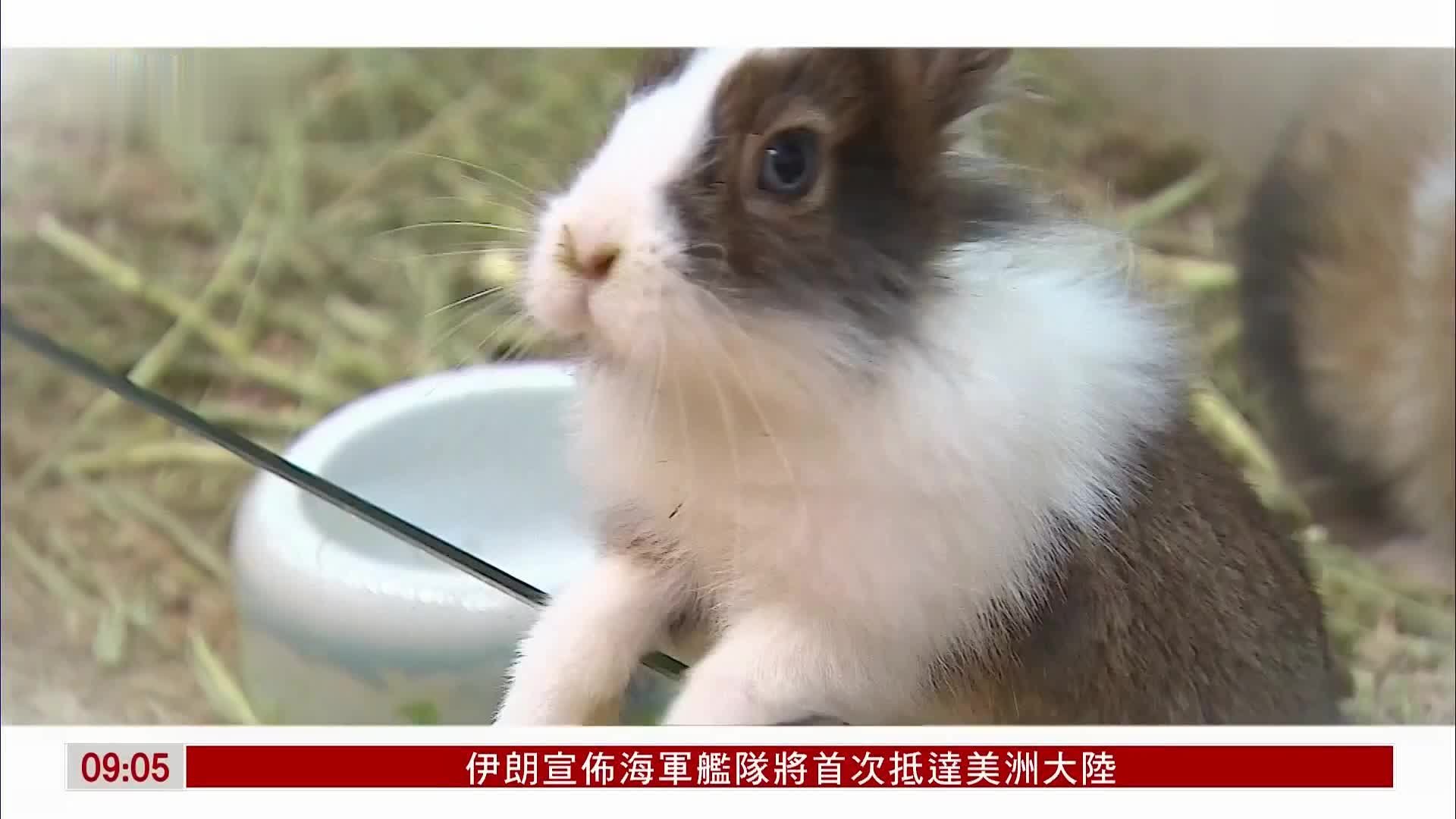 什么兔子最好养不容易死