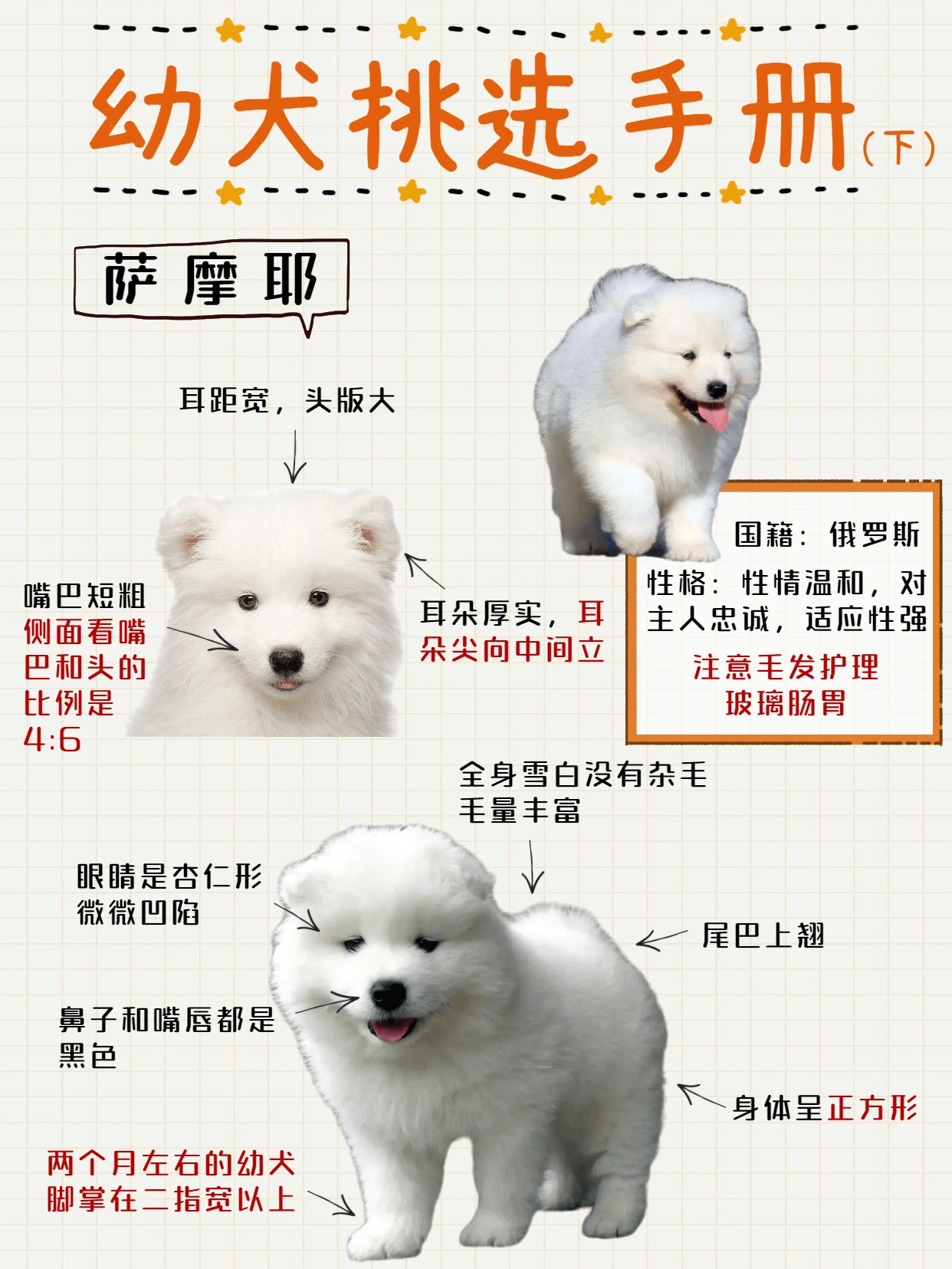 新手养狗基础知识全攻略 新手养狗基础知识全攻略